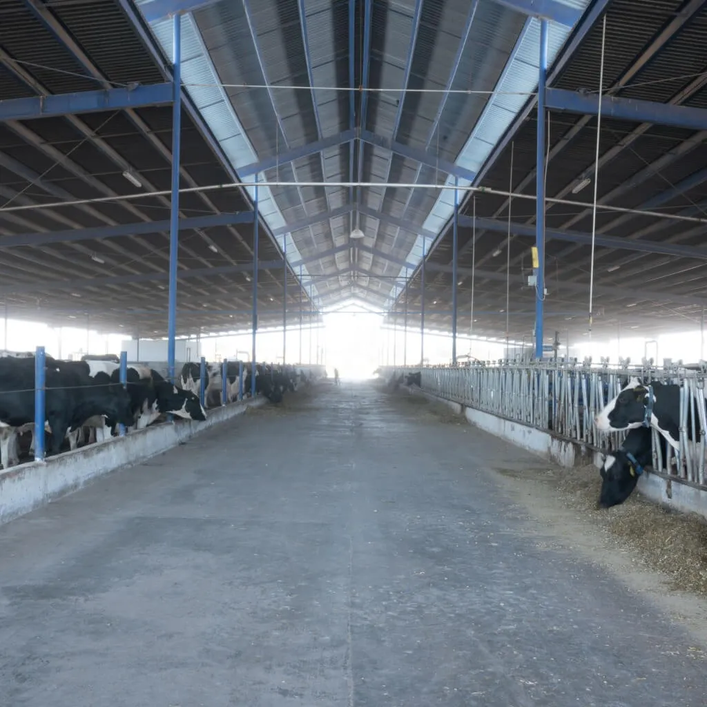 Dairy farms, Innovation and Entrepreneurship TEC